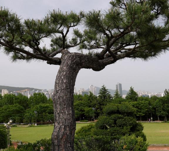 조경용 나무2