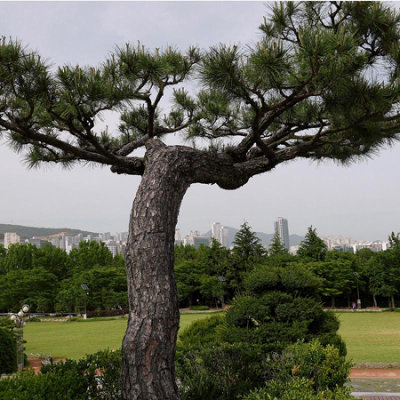 조경용 나무2