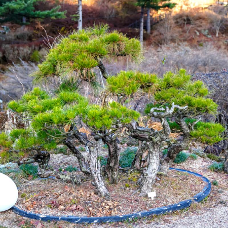 관상용 나무1
